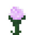 Paeonia texture.png